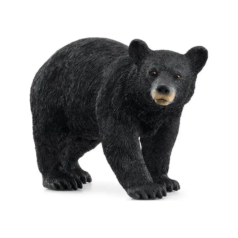American Black Bear