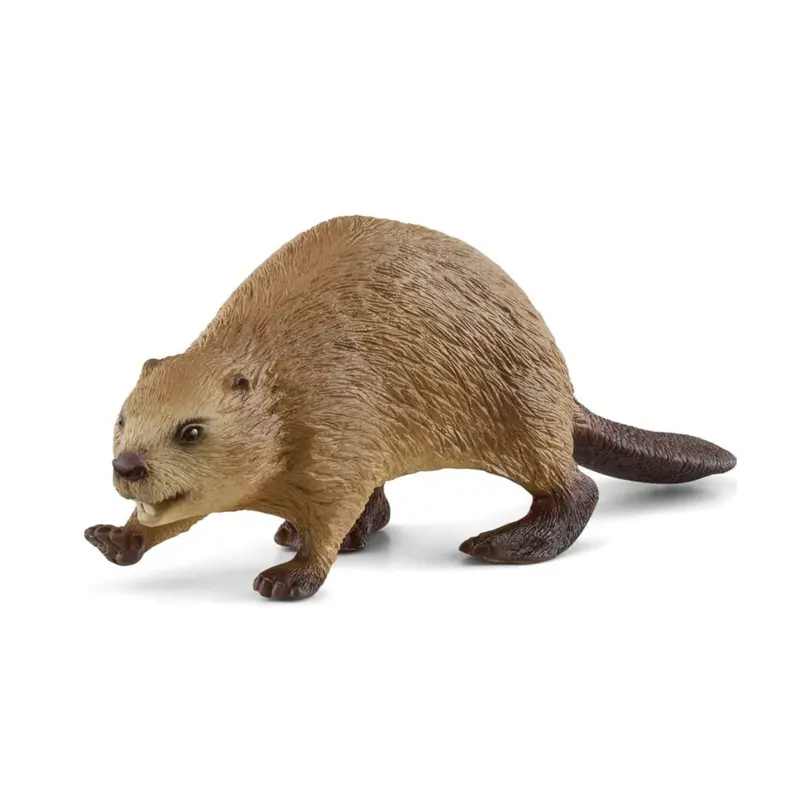 Beaver