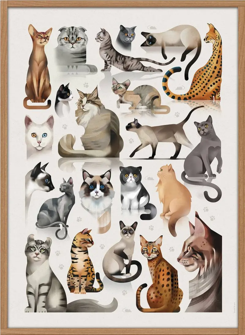 Dieter Braun poster cats 50 x 70 cm