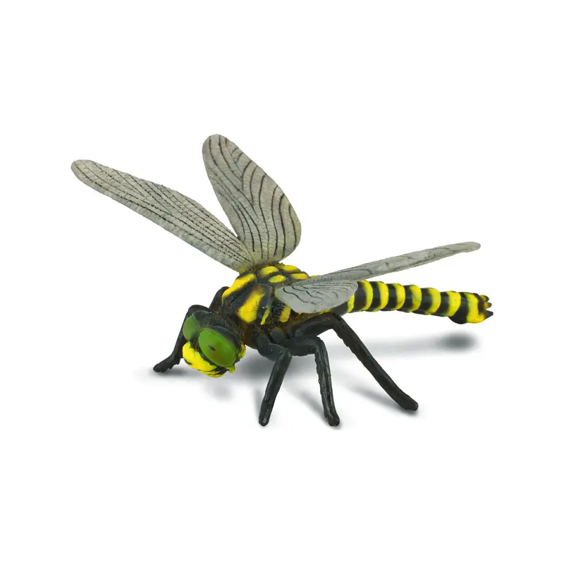 Golden ringed dragonfly
