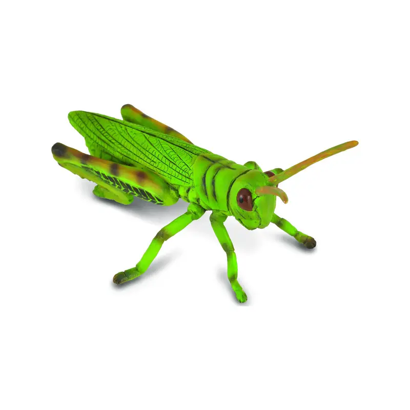 Grasshopper
