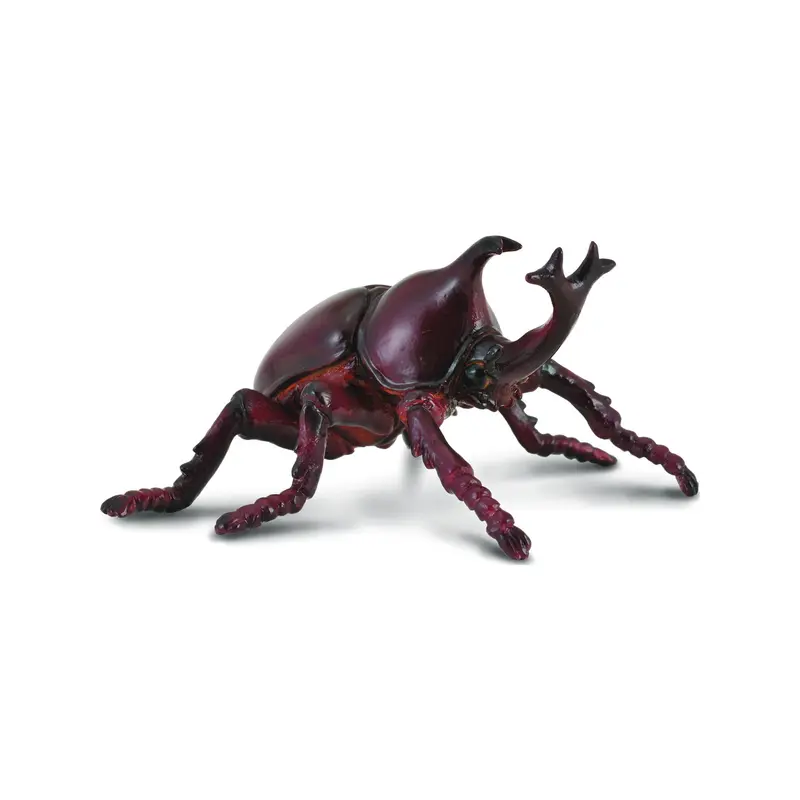 Rhinoceros beetle